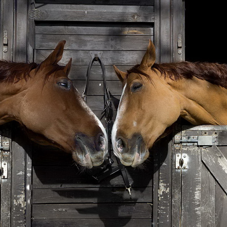 Melilla a Caballo