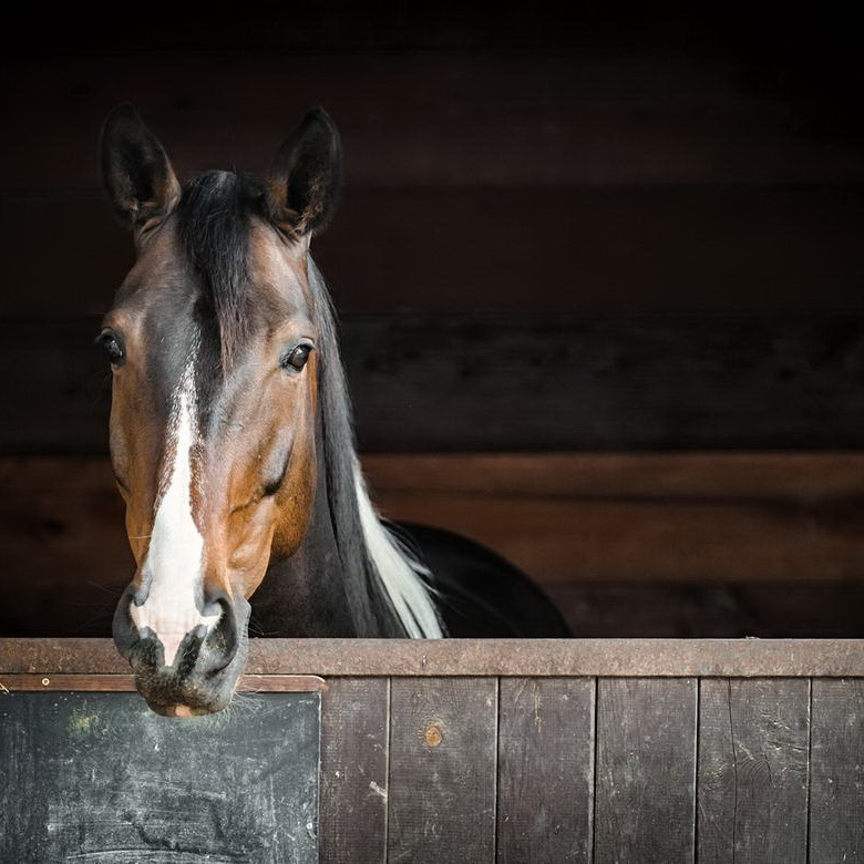 Melilla a Caballo