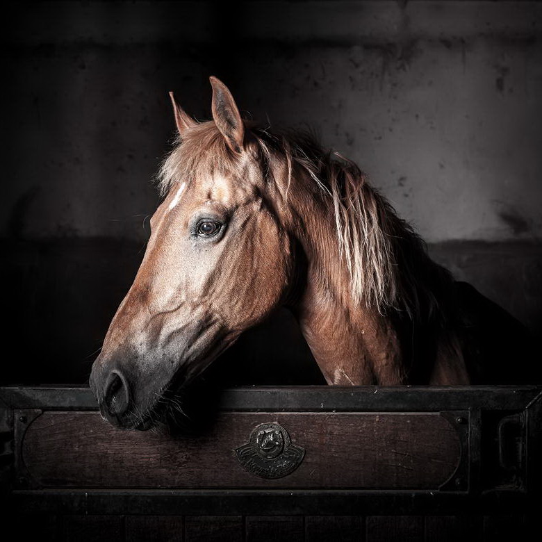 Melilla a Caballo