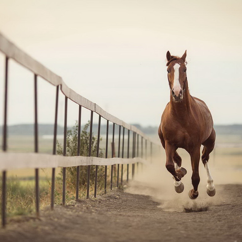 Melilla a Caballo