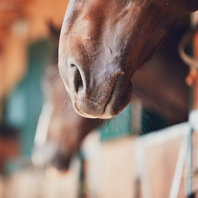 Melilla a Caballo