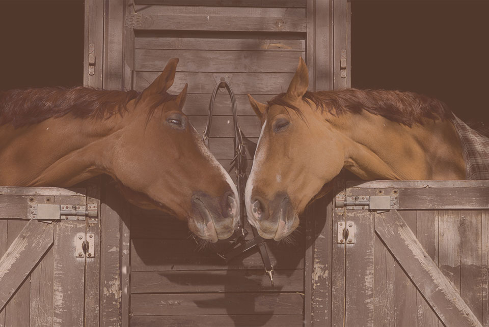 Melilla a Caballo