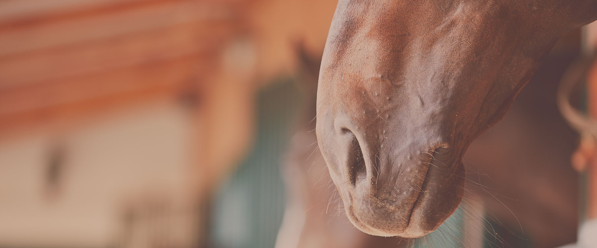 Melilla a Caballo